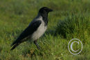 Hooded Crow.